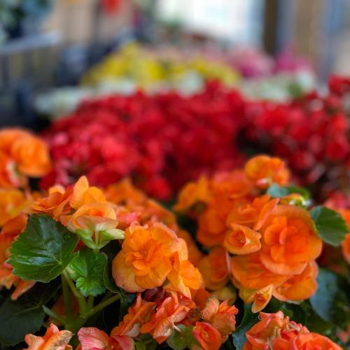 Greenhouse - Spring Season