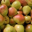 Washington Forelle Pears