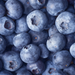 Plump and juicy Michigan Blueberries