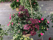 Hanging Baskets - Brennans Market