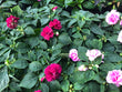 4.5" Rose Bud Impantiens - Brennans Market