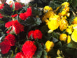 4.5" Non-Stop Begonias - Brennans Market
