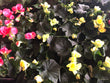 4.5" Rieger Begonias - Brennans Market