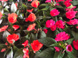 4.5" Sunpatiens - Brennans Market
