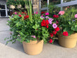 Combination Planters - Brennans Market
