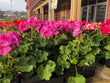 4.5" Cutting Geraniums - Brennans Market