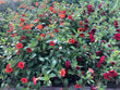 4.5" Premium Annuals - Brennans Market