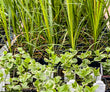 Accent Plants
