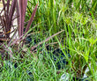 5.5" Annual Grasses