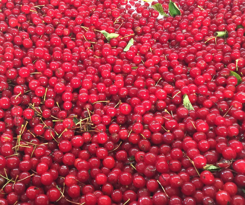 Door County Pie Cherries- Fresh - Brennans Market