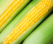 Florida Sweet Corn - Brennans Market