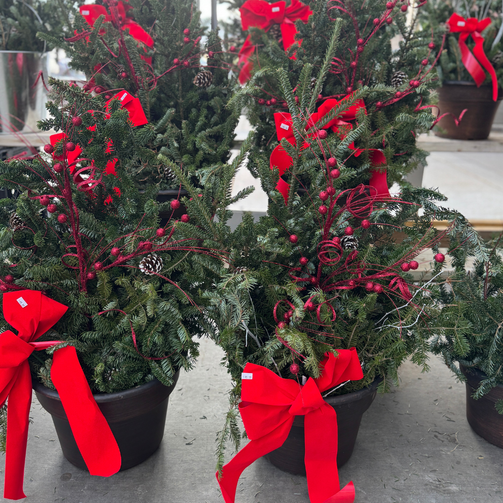 Decorative potted plants with red ribbons on a concrete surface
