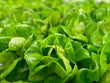 Pure Farms Lettuce- Menomonee Falls