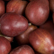 Red Anjou Pears Stacked in rows