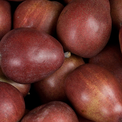 Red Anjou Pears Stacked in rows
