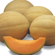 Athena Cantaloupes