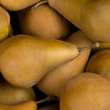 Bosc Pears