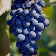 Fredonia Grapes Locally Grown