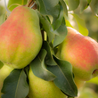 Happi Pears - Washington State