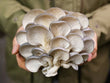 Vitruvian Farms Mushrooms- Local