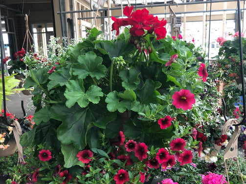 Hanging Baskets - Brennans Market