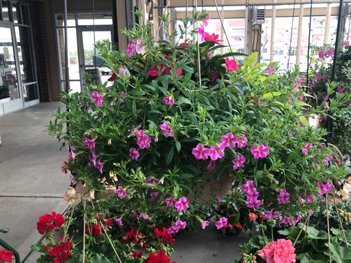 Hanging Baskets - Brennans Market