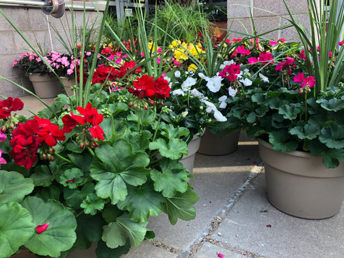Combination Planters - Brennans Market