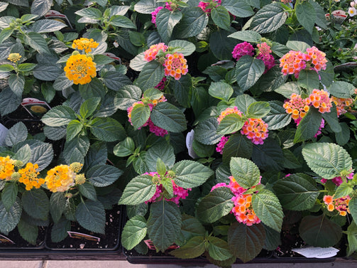 4.5" Premium Annuals - Brennans Market