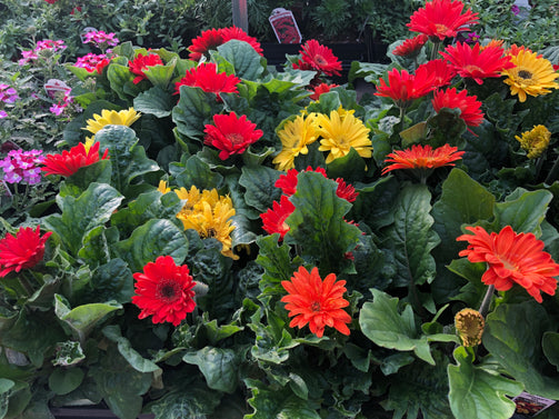 4.5" Premium Annuals - Brennans Market