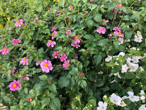 4.5" Premium Annuals - Brennans Market