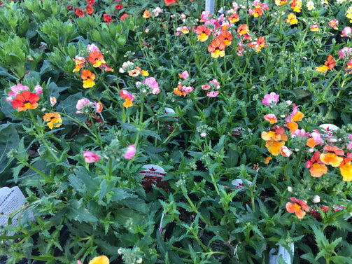 4.5" Premium Annuals - Brennans Market