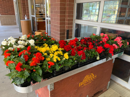 4.5" Non-Stop  Begonias - Brennans Market