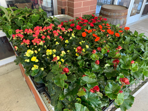 4.5" Rieger Begonias - Brennans Market