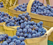 Concord Grapes - Brennans Market