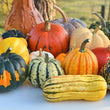 Fall/Winter Squash - Brennans Market