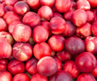 White Nectarines - Brennans Market